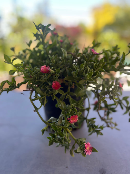 1 Gallon Hearts & Flowers botanical name Aptenia Cordifolia